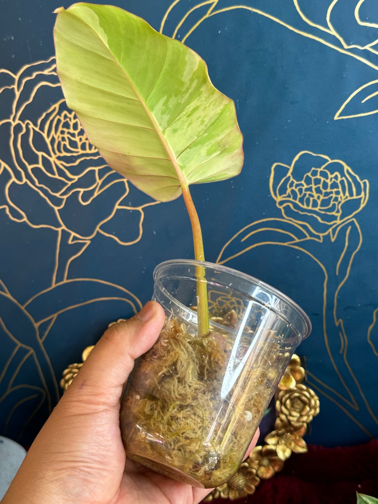 Philodendron Jungle Fever