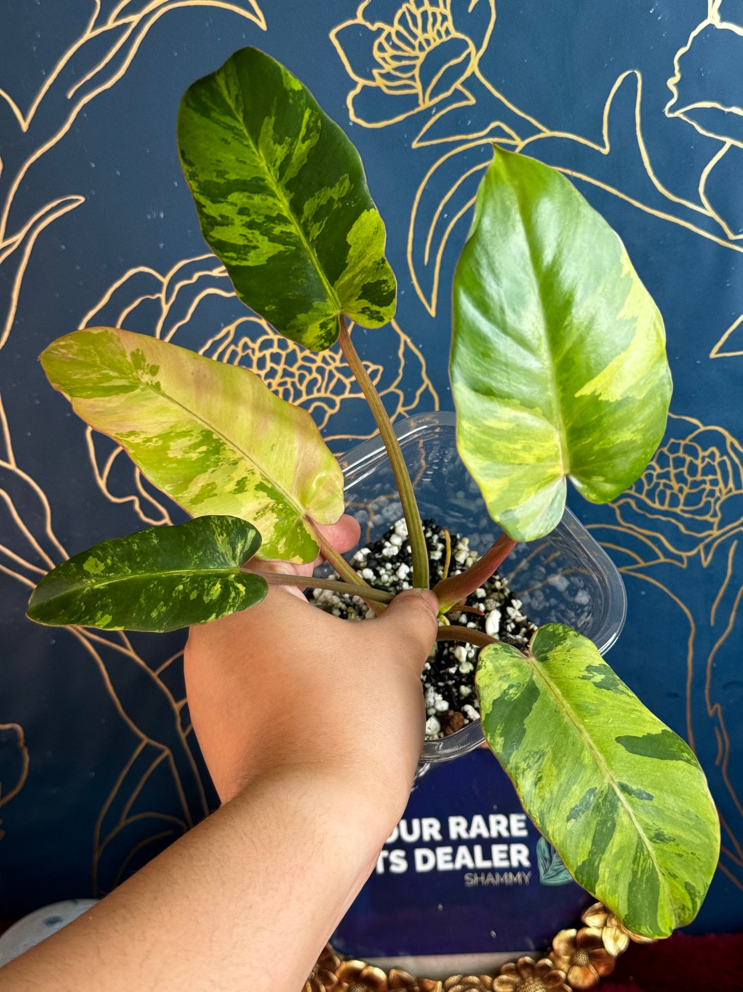 Philodendron Jungle Fever