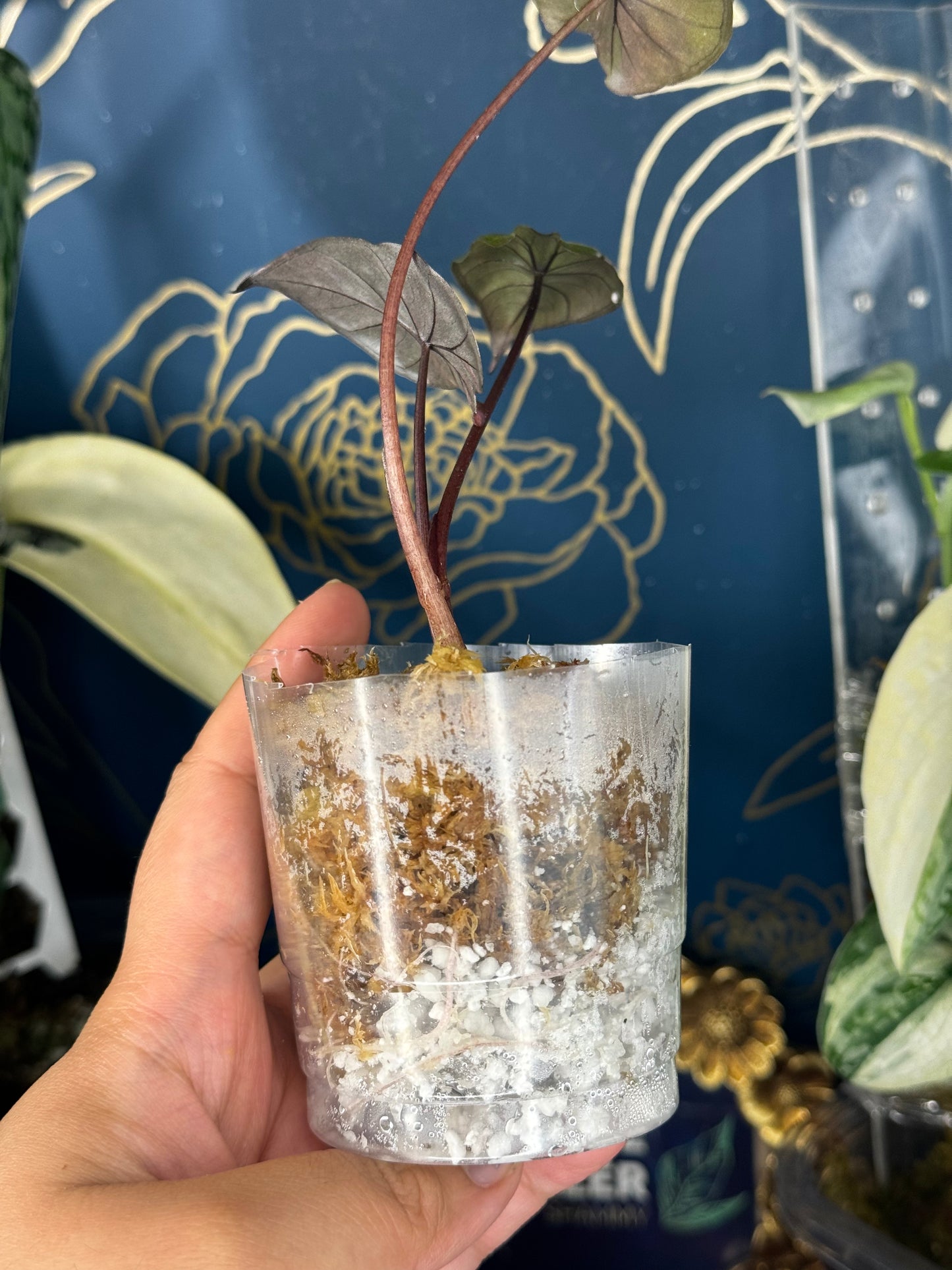 Alocasia Serendipity