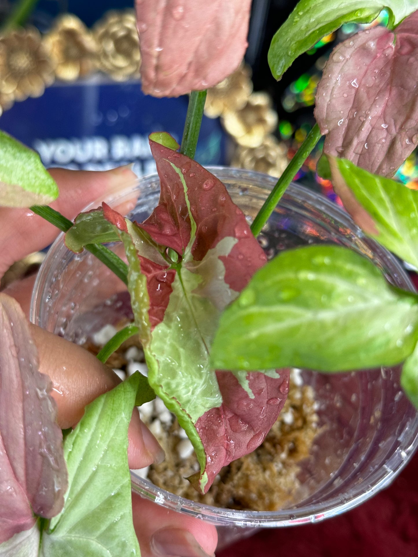 Syngonium Variegated Pink Schott / Raspberry