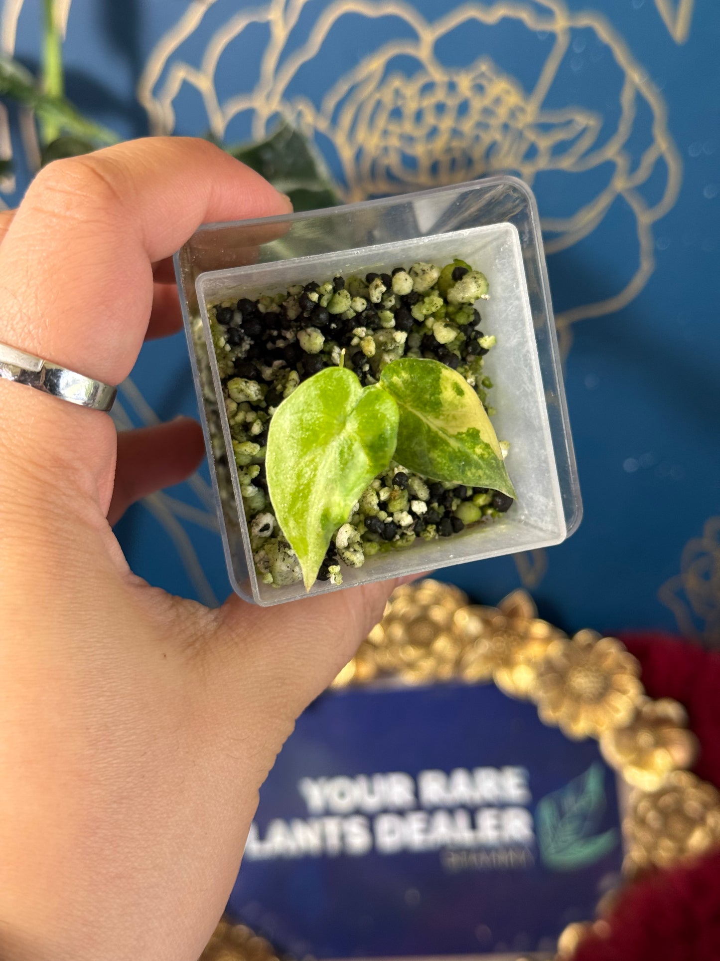 Alocasia Regal Shield Aurea