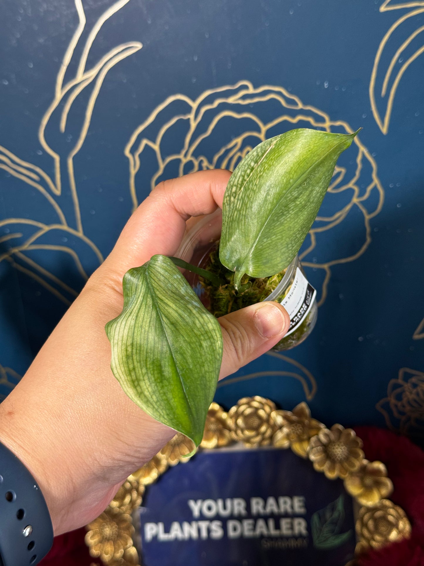 Scindapsus White Monster