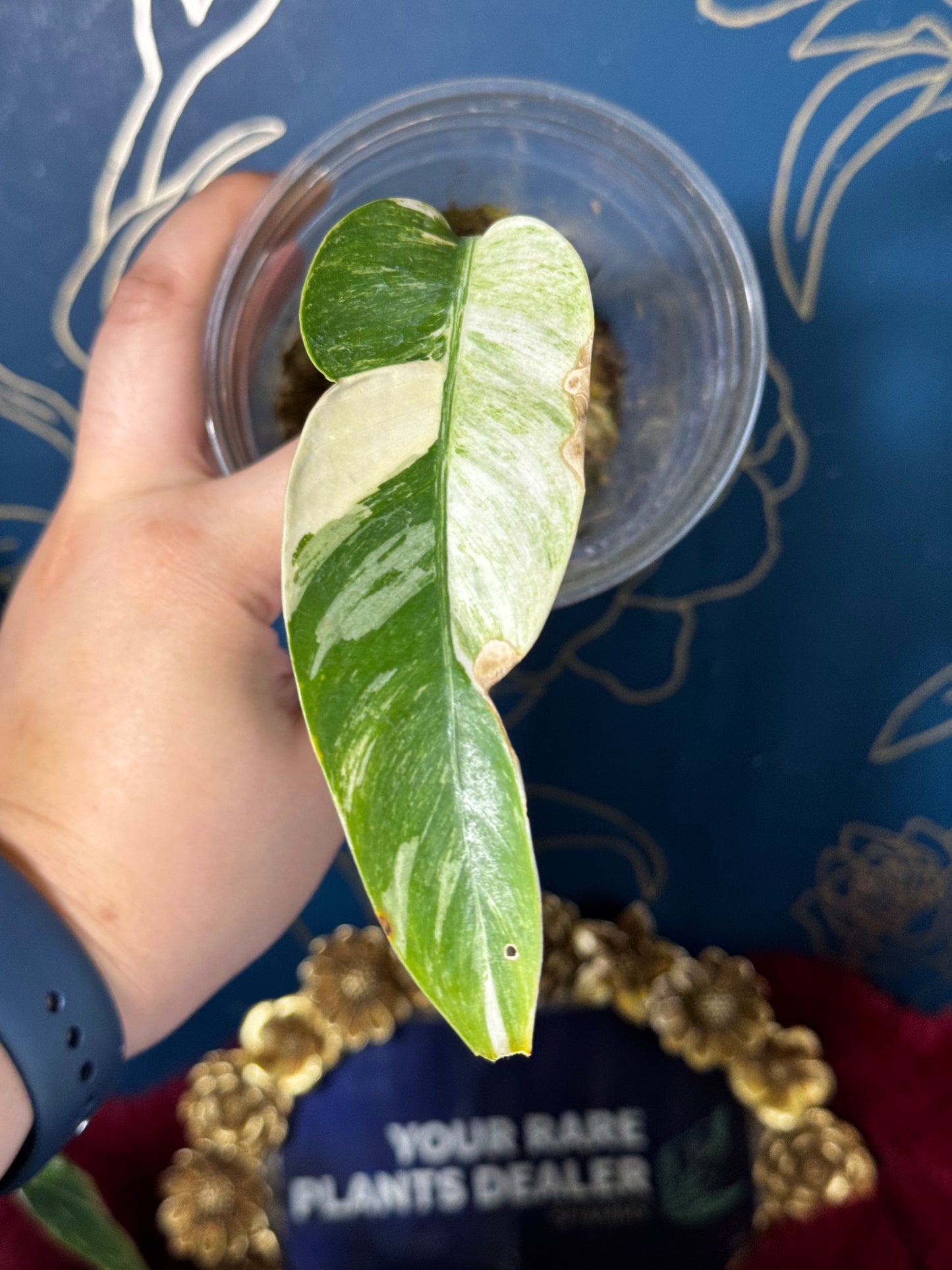 Epipremnum Giganteum Tricolor