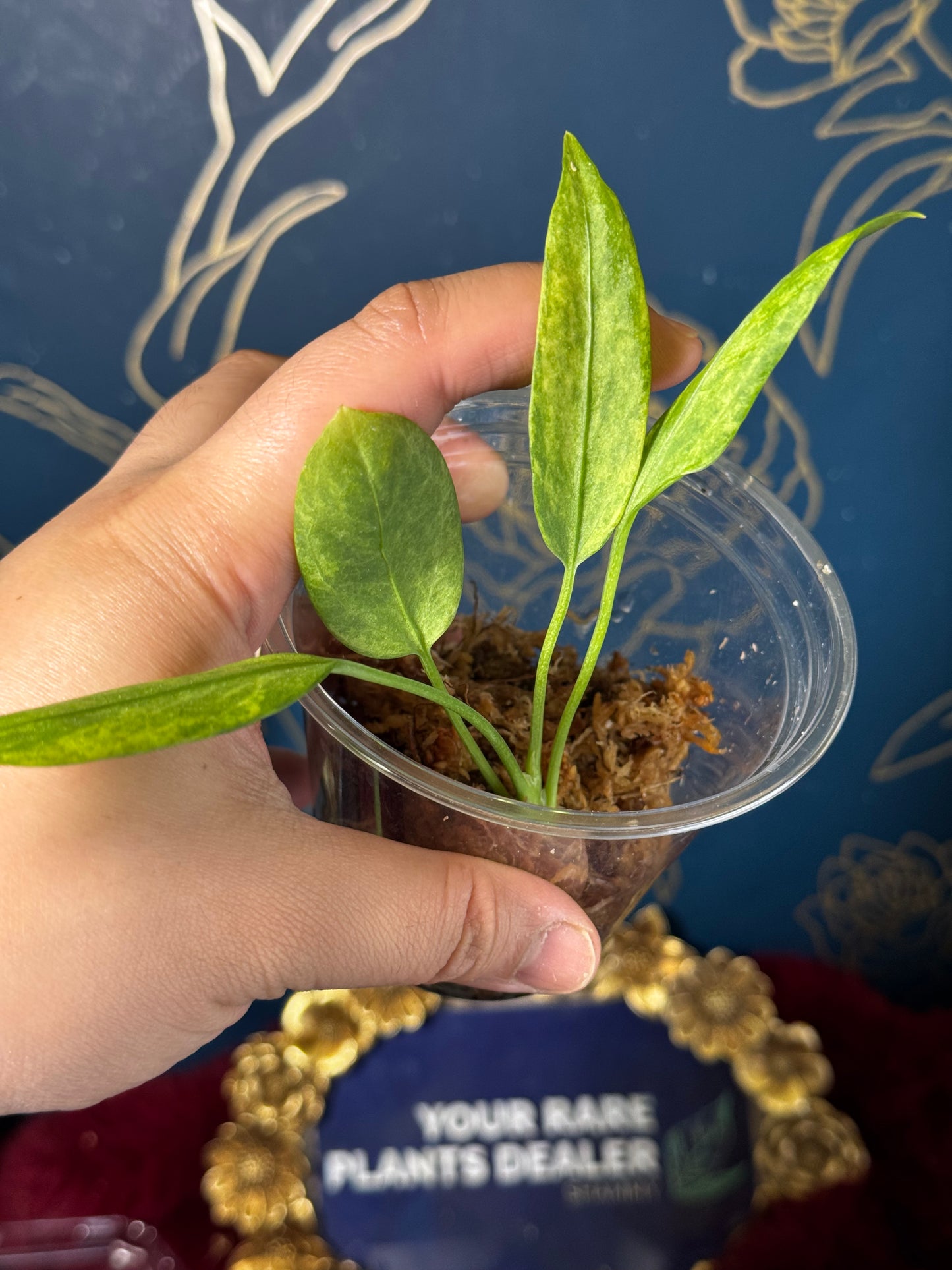 Anthurium Vittarifolium Variegated