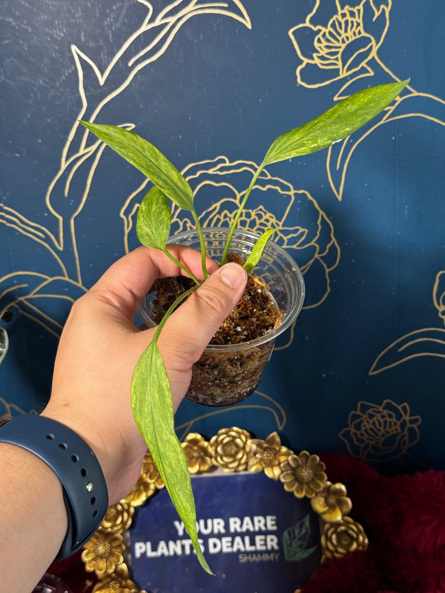 Anthurium Vittarifolium Variegated
