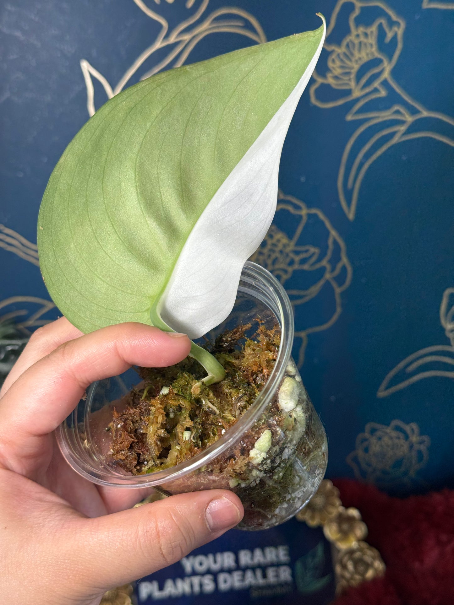 Scindapsus Exotica Albo Rare