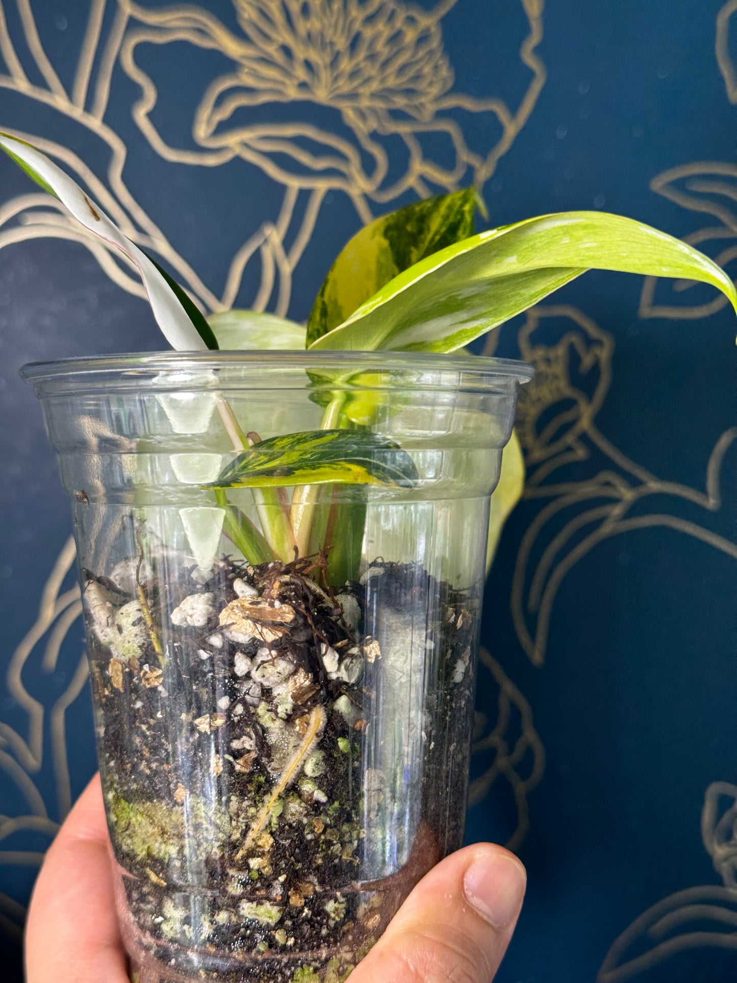 Philodendron White Princess Tricolor (Yellow/Aurea) Rare