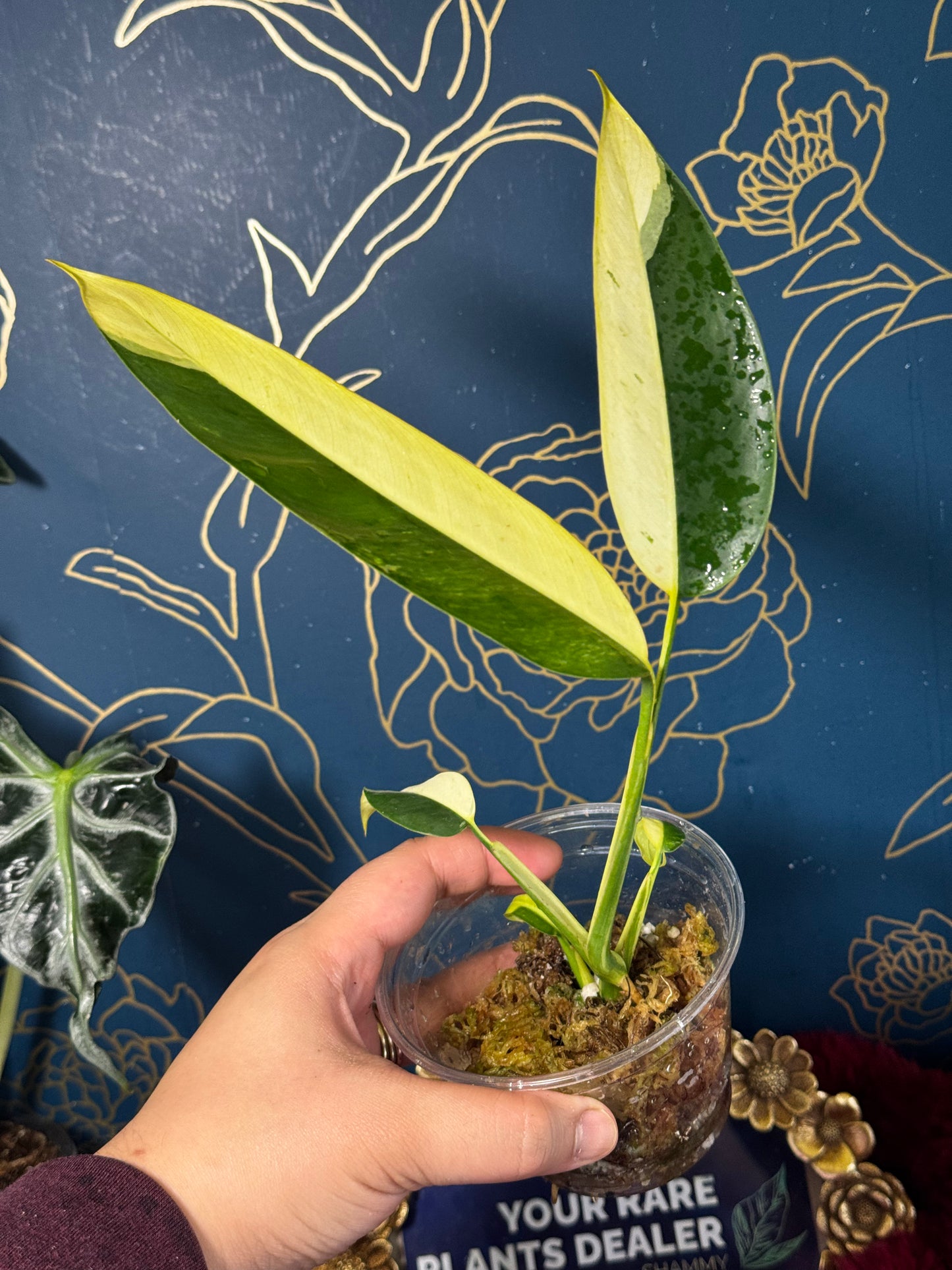 Epipremnum Giganteum Creamfrost