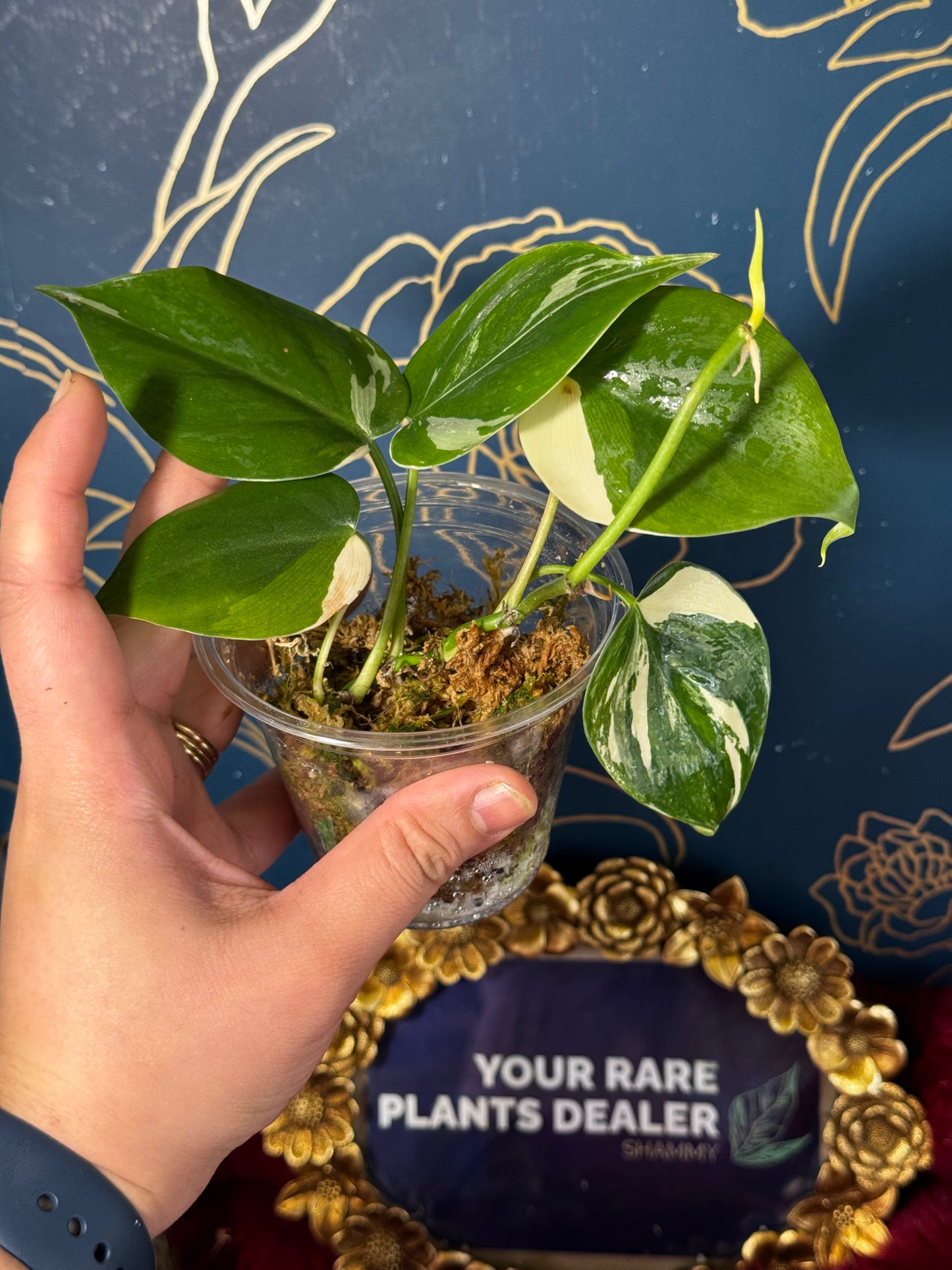 Philodendron Heartleaf Albo