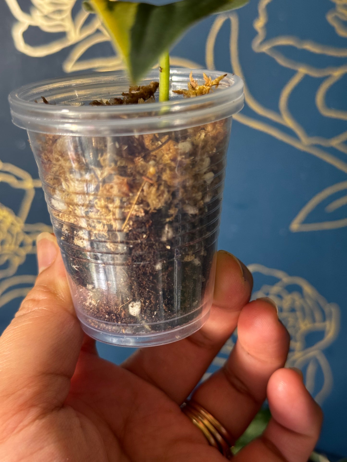 Scindapsus Greendiamond Rare