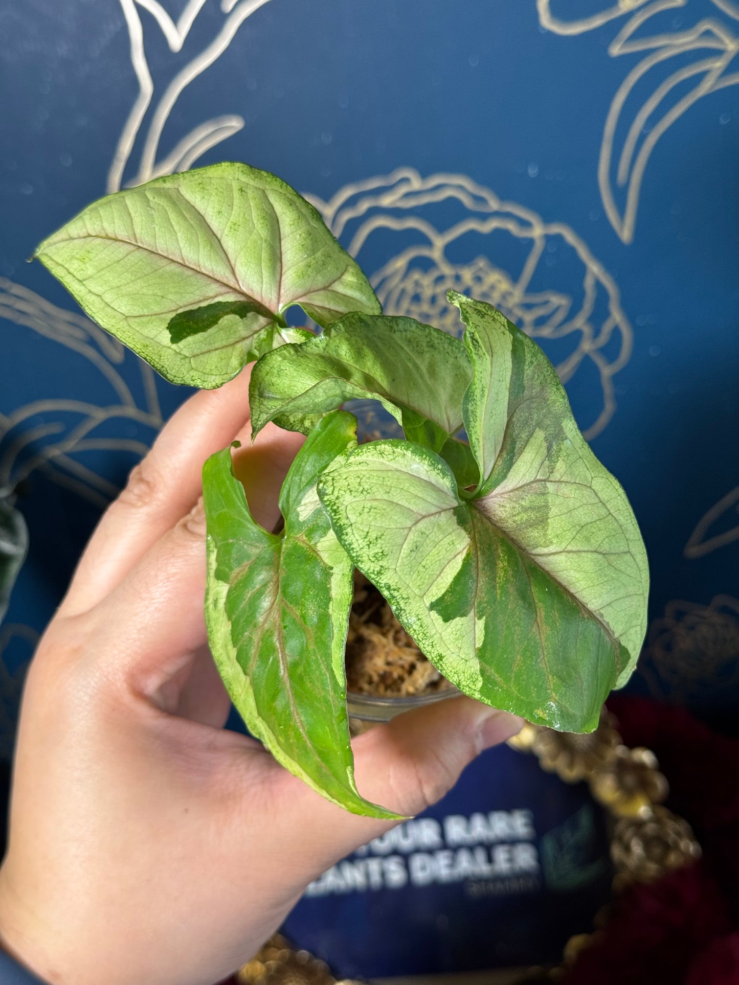 Syngonium Brown Lava