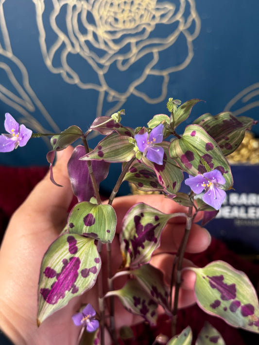 Tradescantia Tinantia Pringlei Variegated