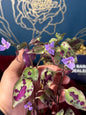 Tradescantia Tinantia Pringlei Variegated