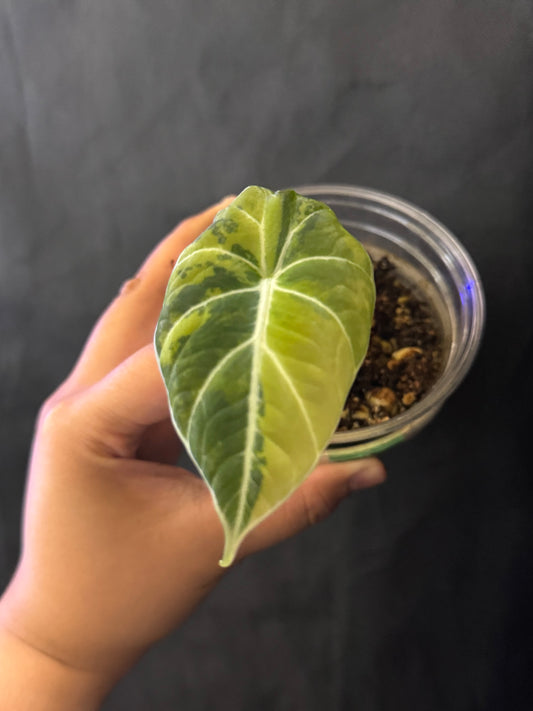 Alocasia Black Velvet Gold/Yellow