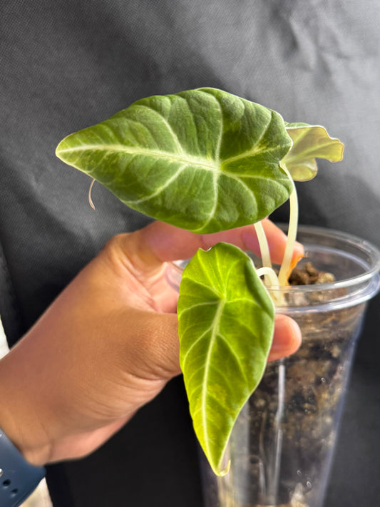 Alocasia Black Velvet Aurea/Gold