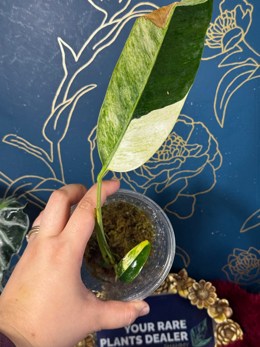 Epipremnum Giganteum Creamfrost