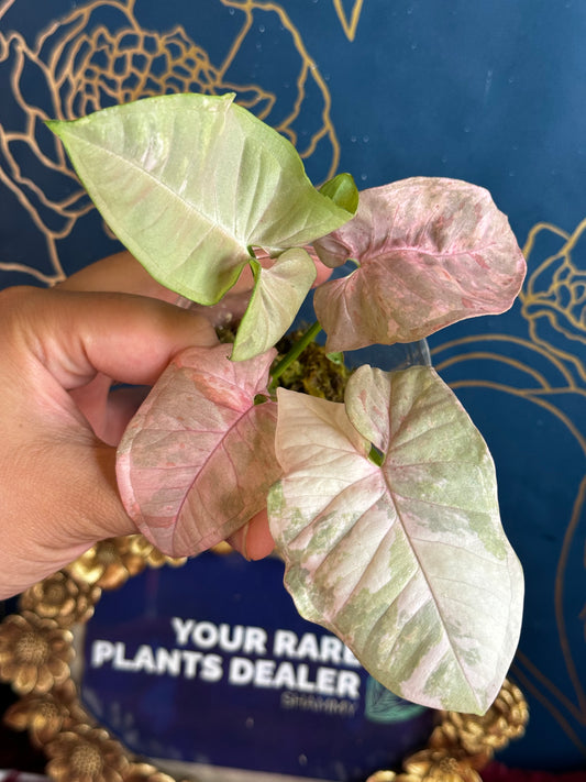 Syngonium Pink Spot Double Variegated