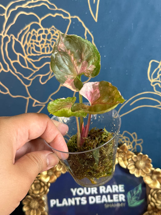 Syngonium Strawberry Ice Galaxy