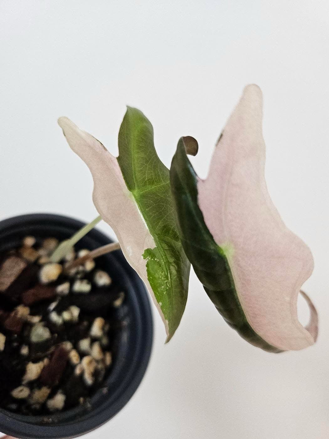Alocasia Nobilis Pink ‘K’ (Pre-order)
