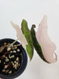 Alocasia Nobilis Pink ‘K’ (Pre-order)