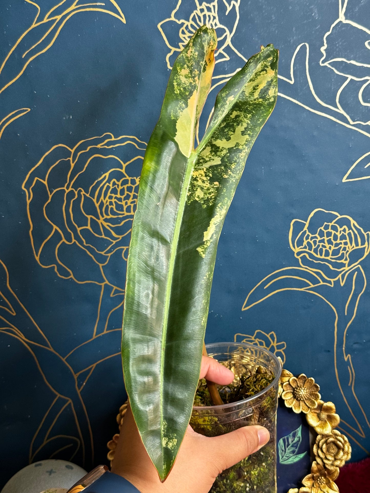 Philodendron Variegated Billietae