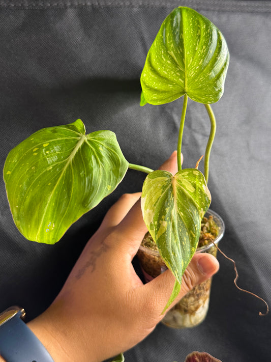 Philodendron Gloriousum Variegated Type2