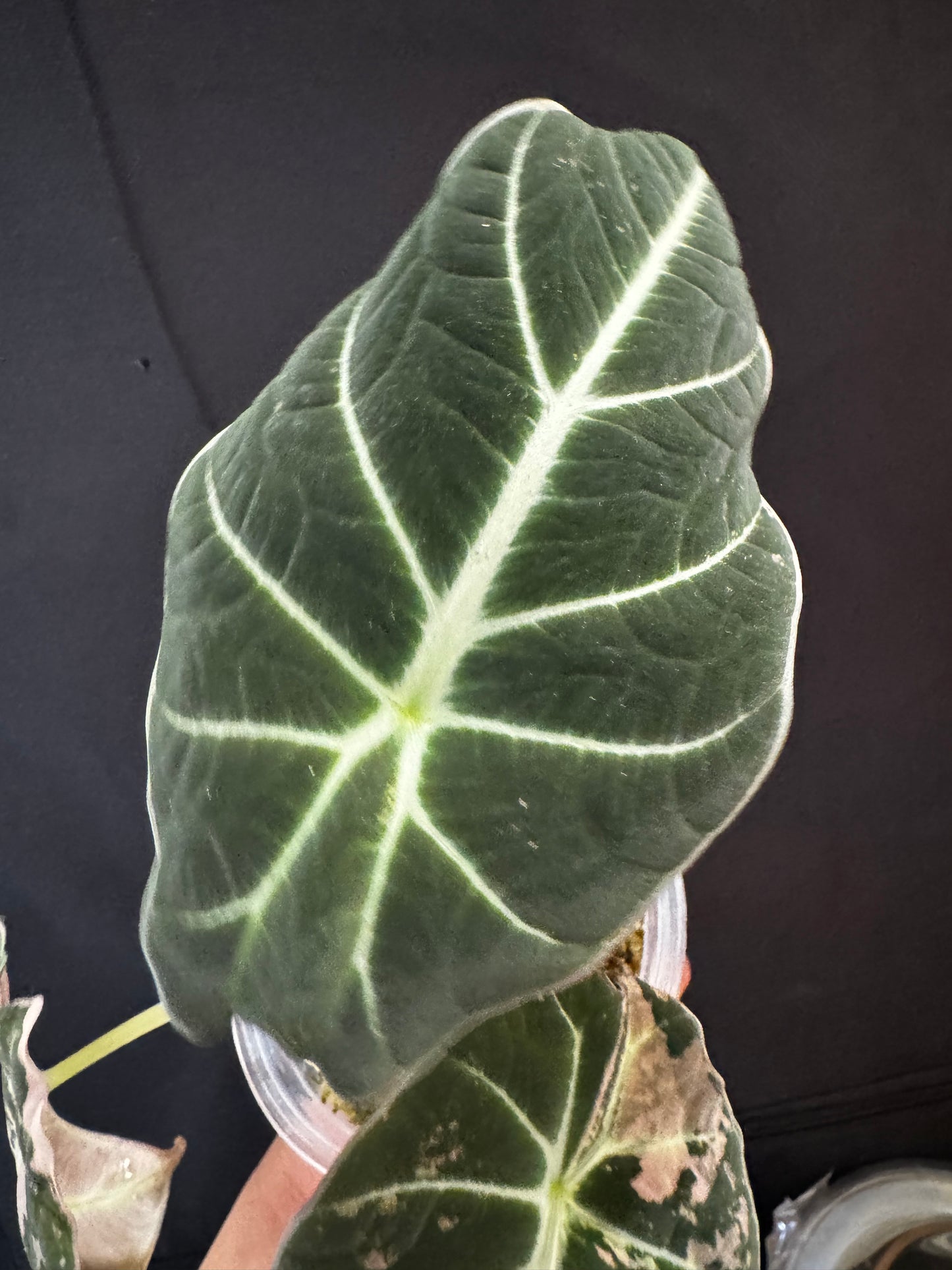 Alocasia Black Velvet Pink