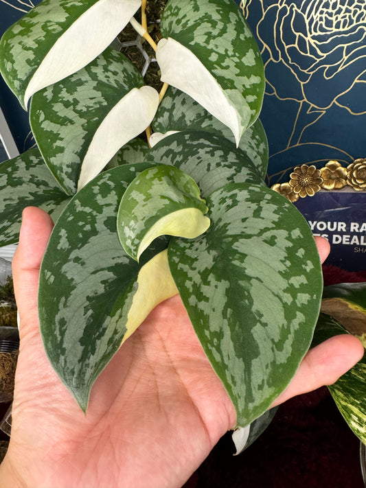 Rare Scindapsus Exotica Albo