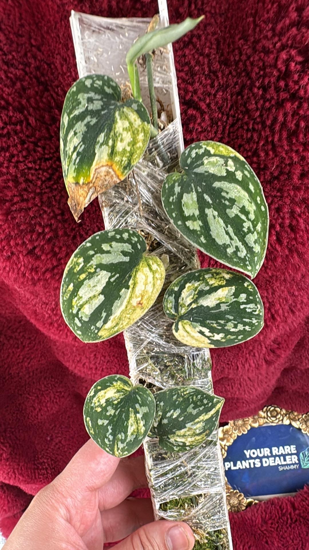 Scindpasus Dark Form Tricolor Variegated