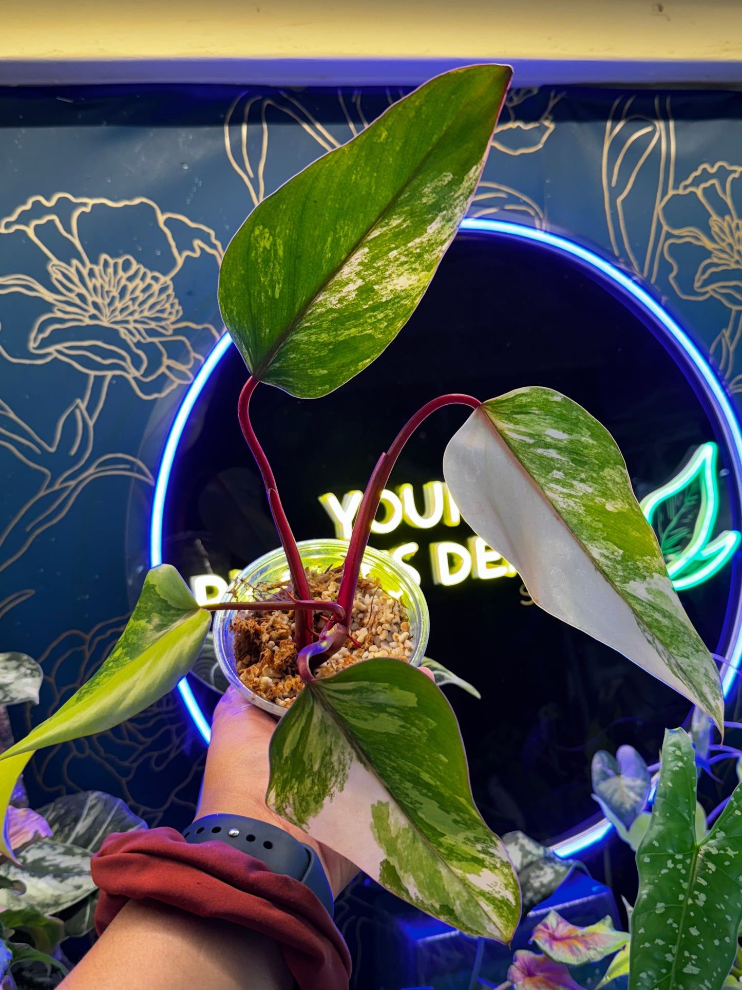 Philodendron Strawberry Shake