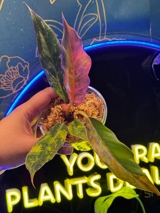 Philodendron Fire Tiger