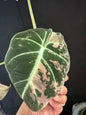 Alocasia Black Velvet Pink