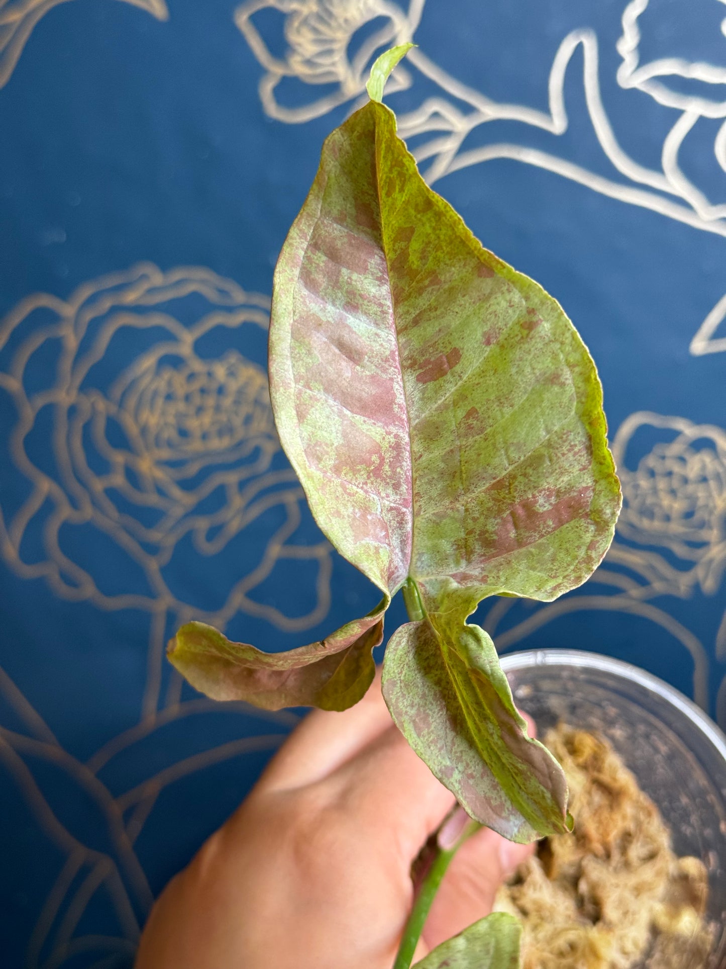 Syngonium Pink Nebula