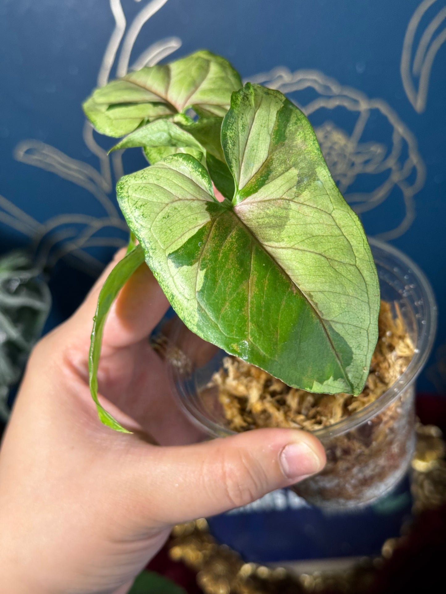 Syngonium Brown Lava