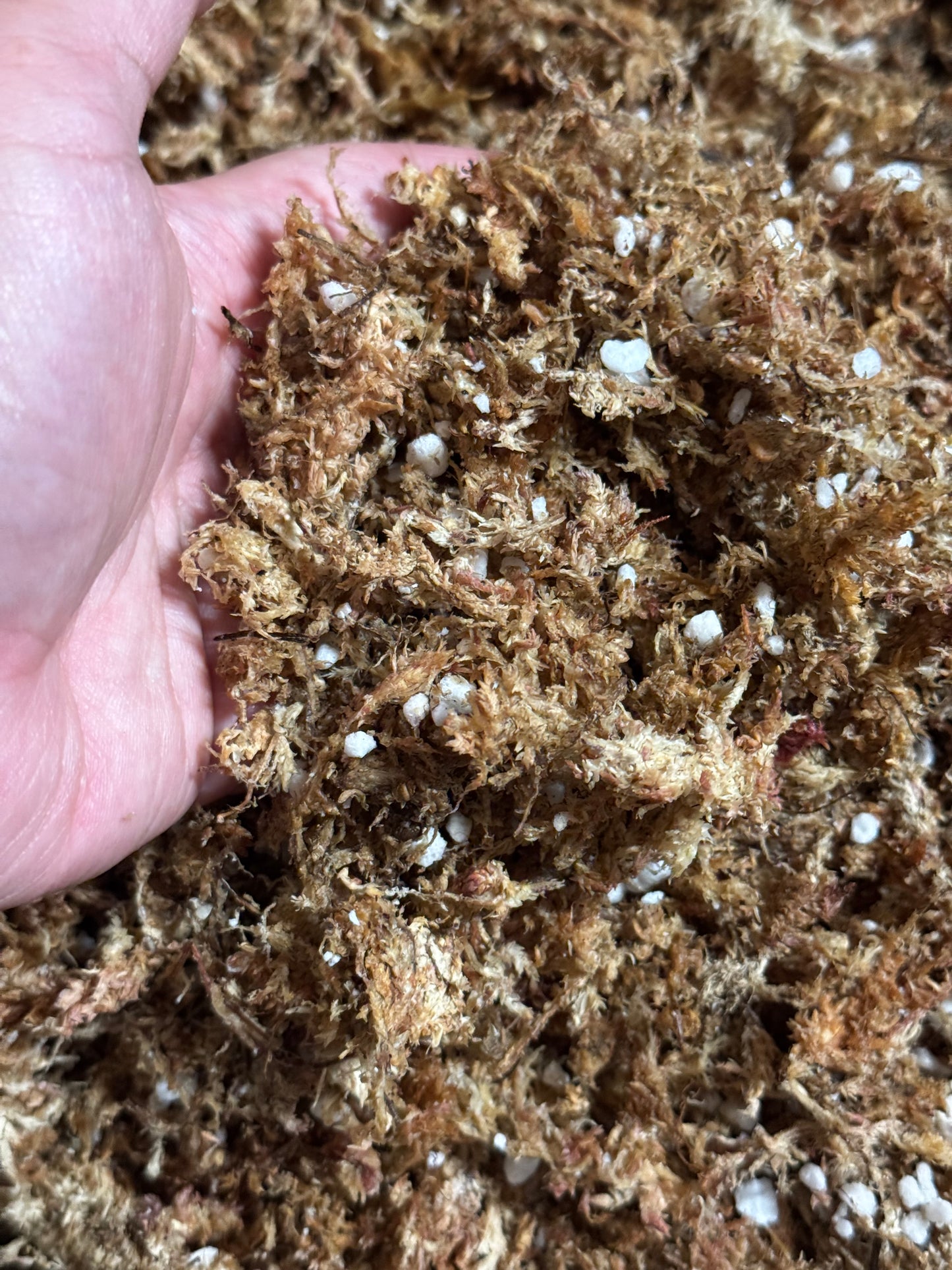 Pre-moist Ready to use Sphagnum Moss & Perlite