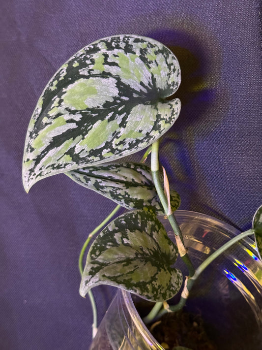 Scindapsus Darkform Tricolor Platinum