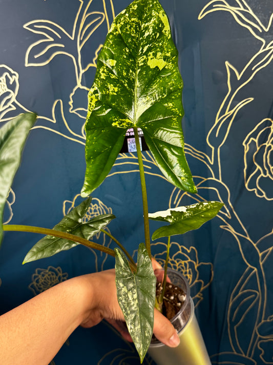 Alocasia Simpo Albo