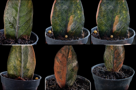 Zamioculcas zamiifolia Black Variegatd (Preorder)