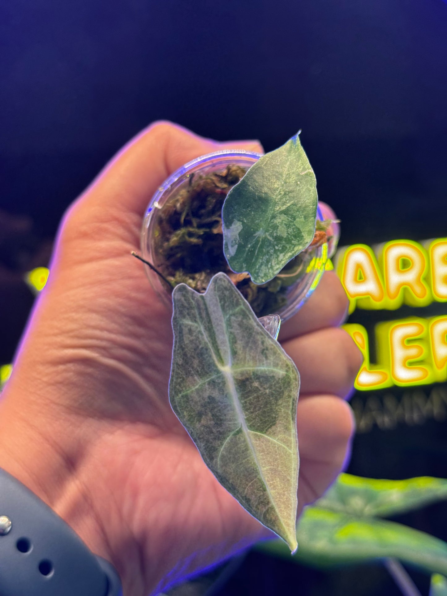 Alocasia Watsonia Pink Doff and Sanderiana Aurea Bull Combo