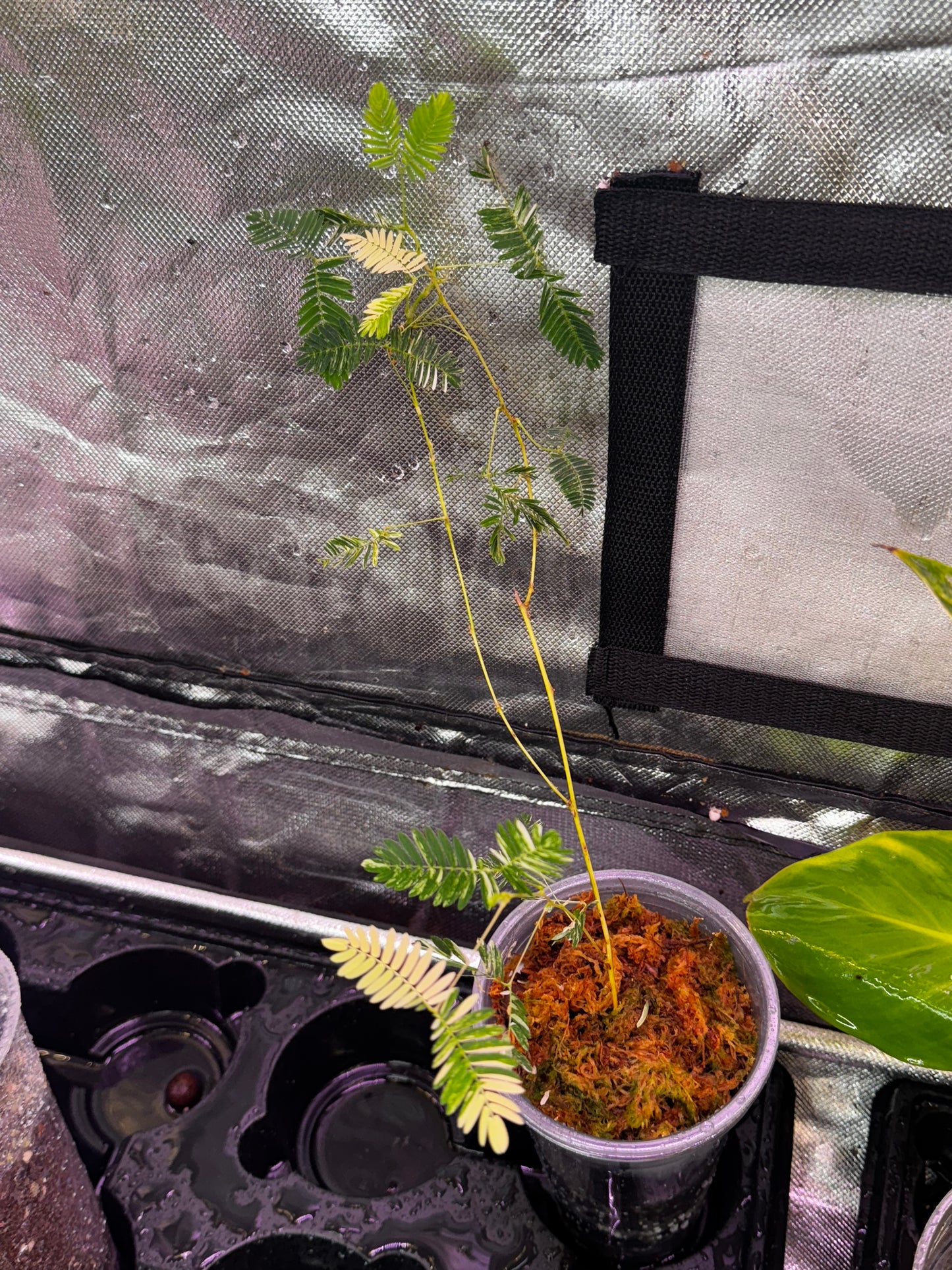 Mimosa Pudica Albo “Seed”