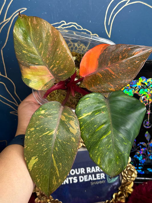 Philodendron Orange Princess Galaxy Mutation