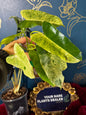 Philodendron Burlemarx Fantasy Mint