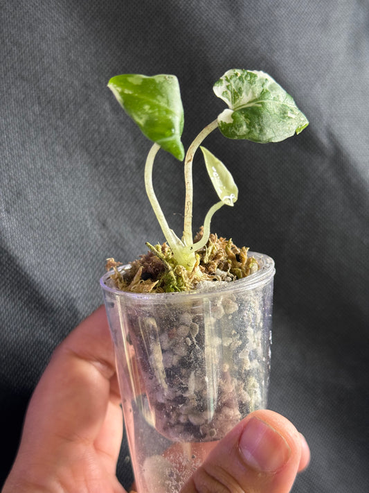 Alocasia Lutherbachiana Albo