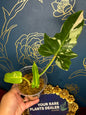 Philodendron Golden Dragon Albo