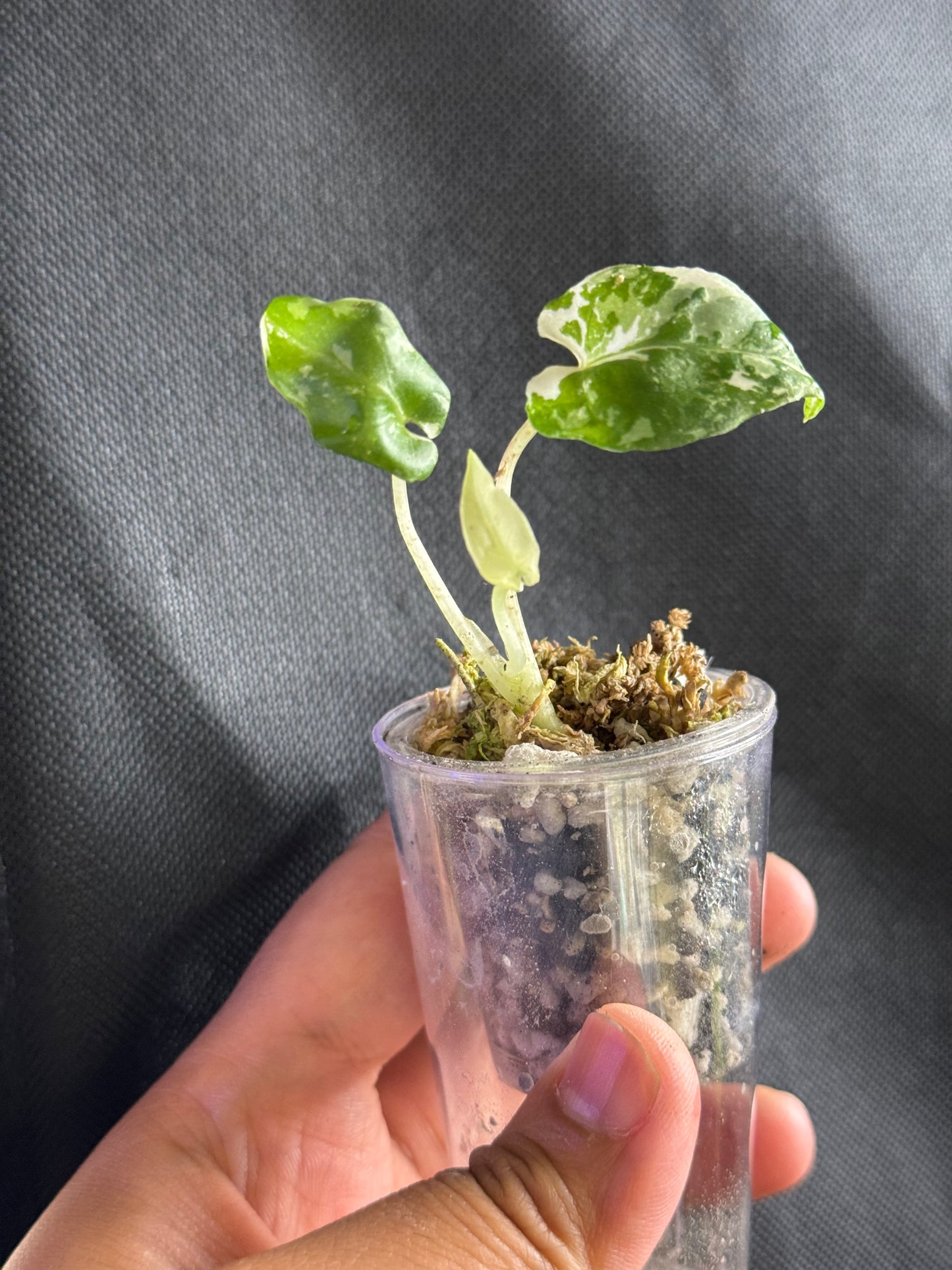 Alocasia Lutherbachiana Albo