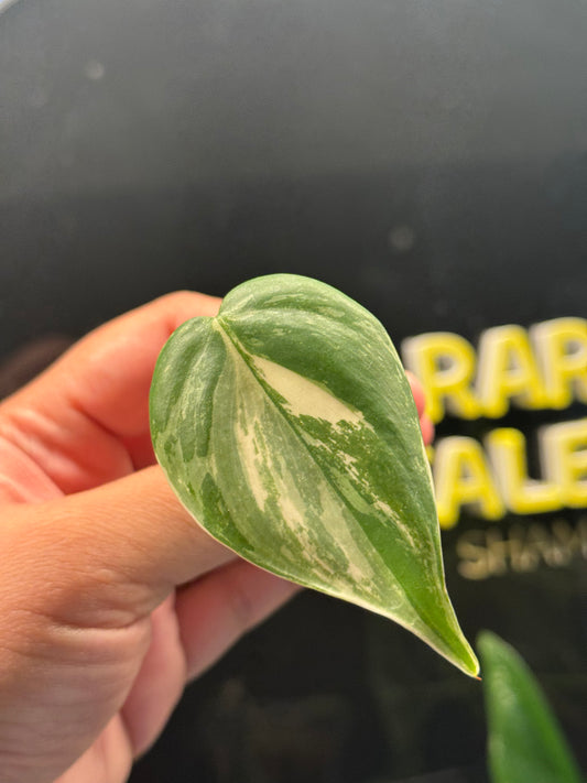 Philodendron Heartleaf Albo