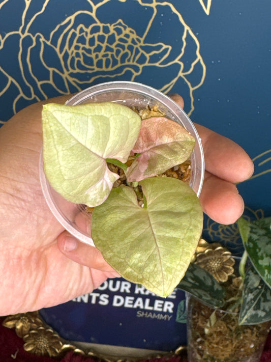 Syngonium Pink Spot Double Variegated