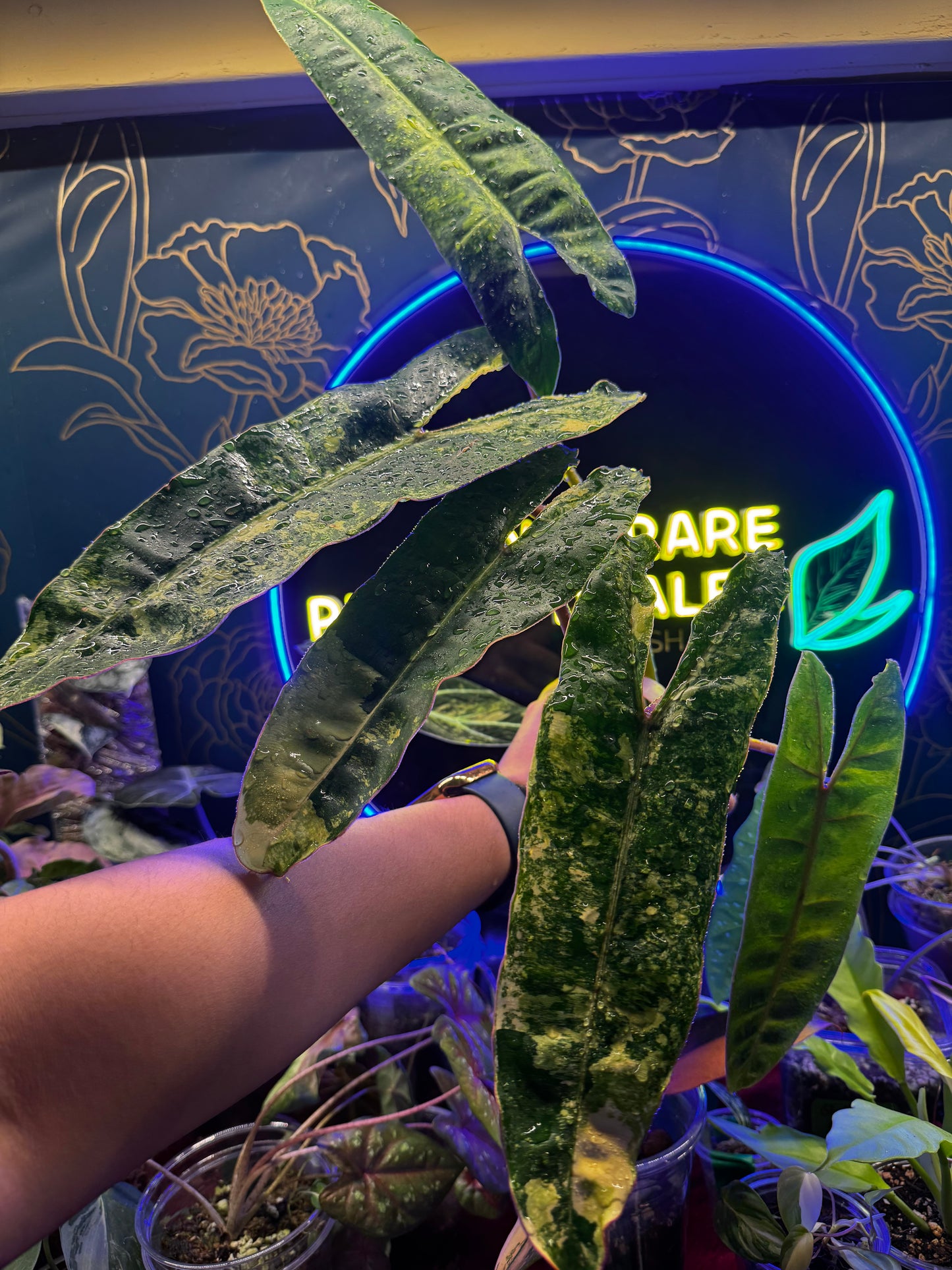 Philodendron Variegated Billietae