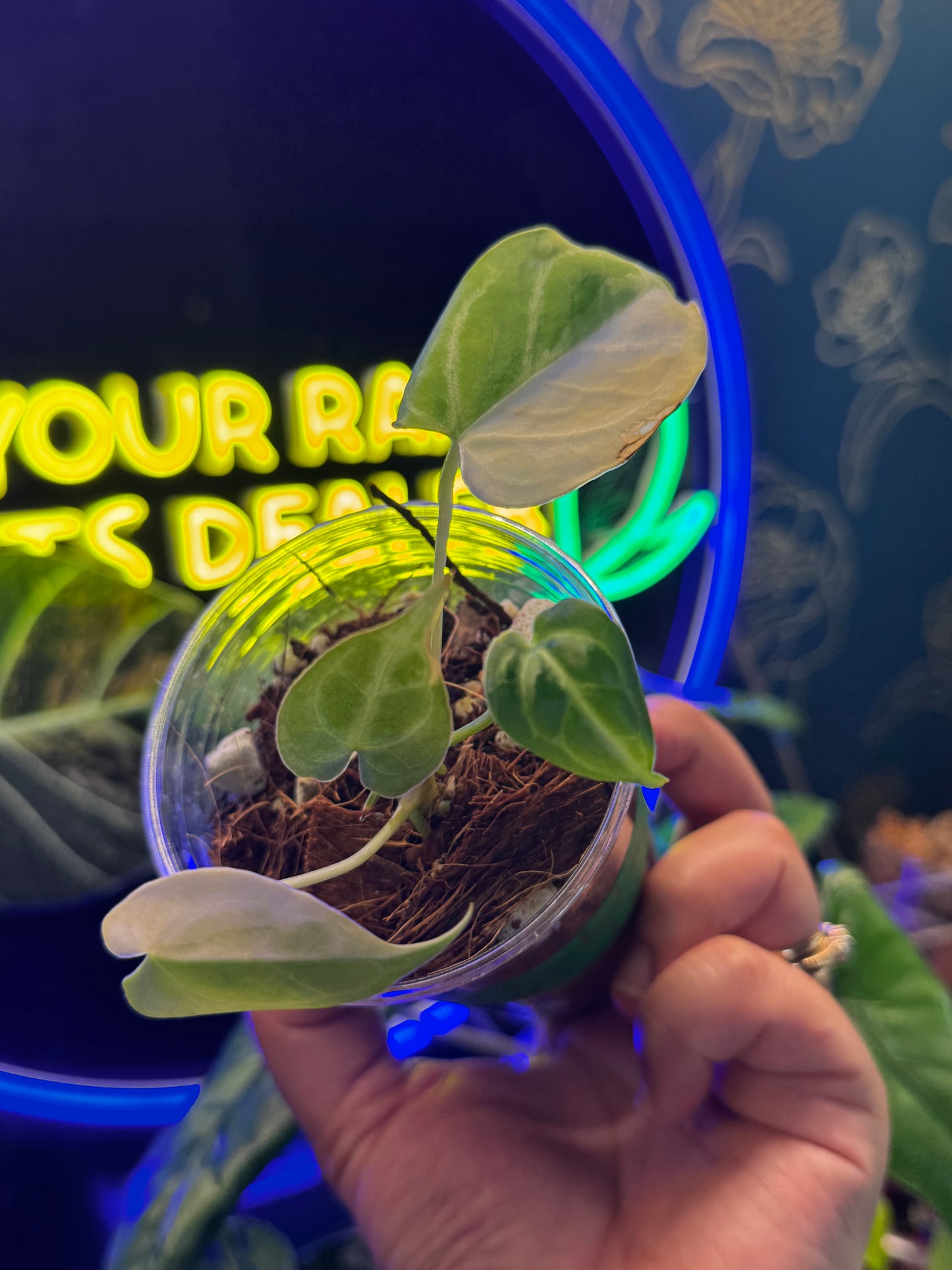 Anthurium Crystallinum Variegated