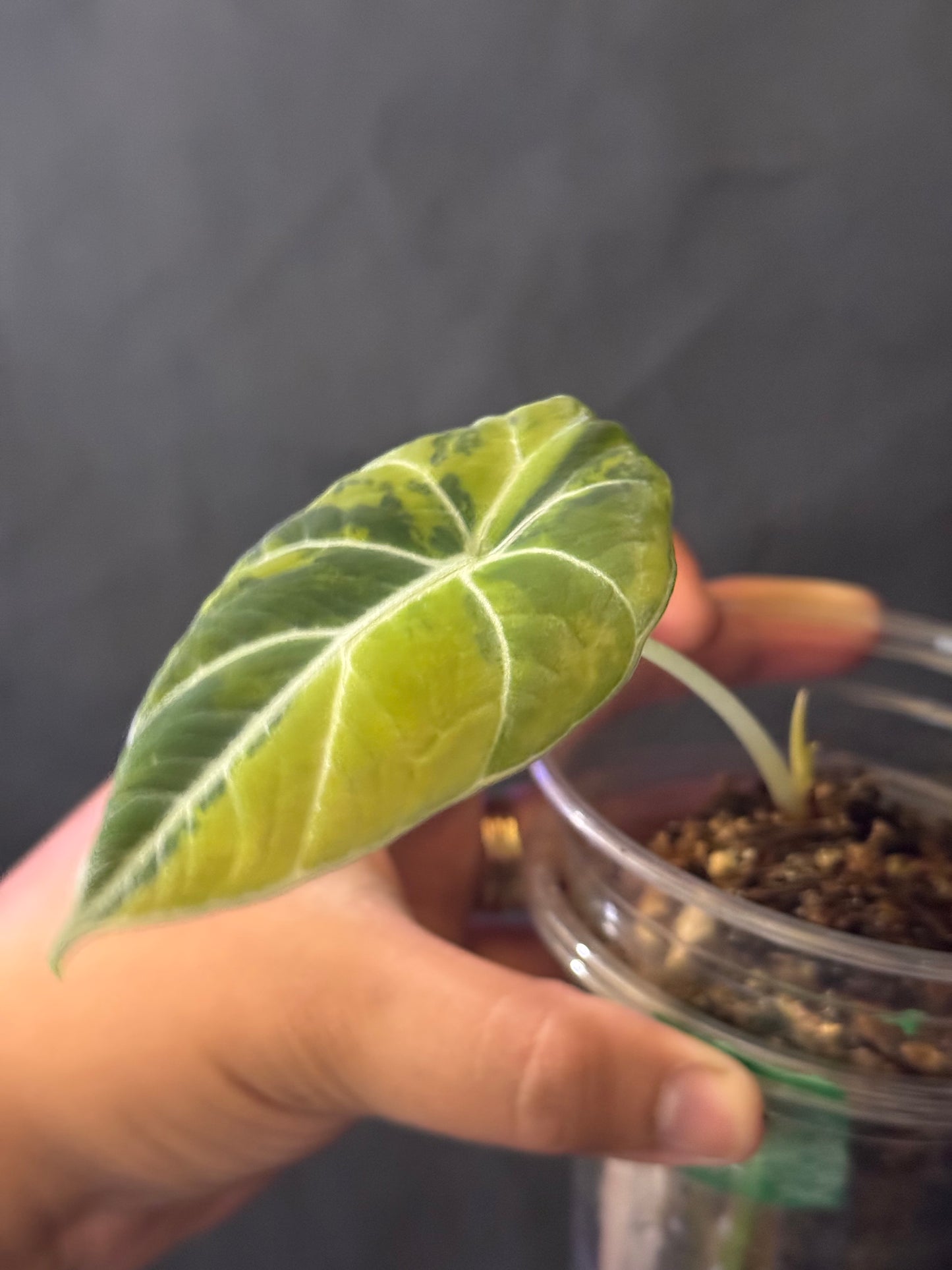 Alocasia Black Velvet Gold/Yellow